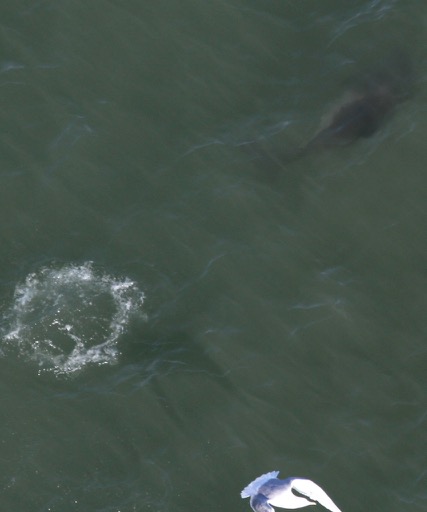 Missing Picture